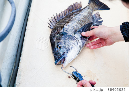 チヌ釣り 36405025