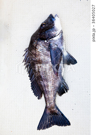釣り チヌ(黒鯛) 釣り チヌ(黒鯛) 36405027