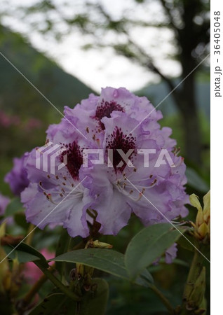 シャクナゲ シャクナゲ 36405048