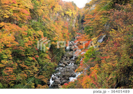 小安峡の紅葉11 36405489