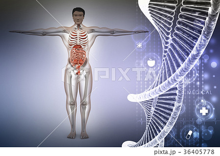 human anatomy with dna 36405778
