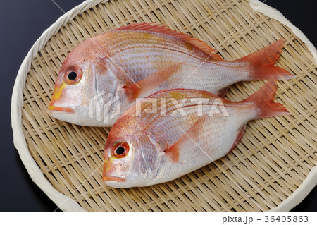 鯛 鯛 36405863