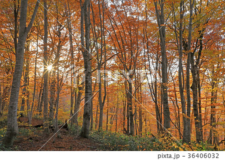 ブナの森の紅葉と夕日の癒される森の画像