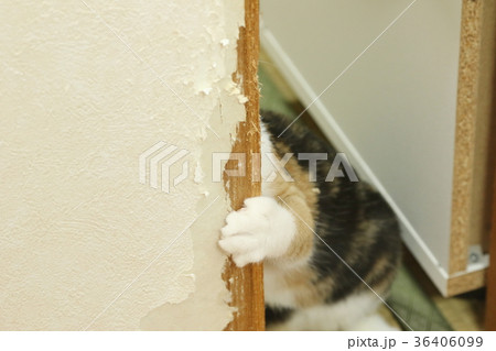 猫の手 猫の手 36406099