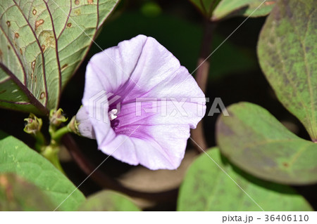 サツマイモの花 サツマイモの花 36406110