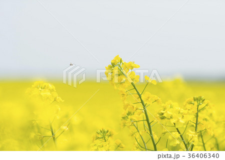 菜の花（北海道 安平） 36406340