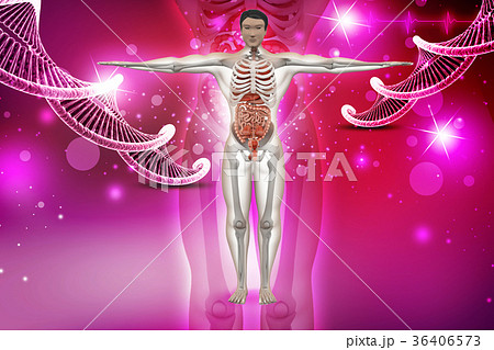 human anatomy with dna human anatomy with dna 36406573