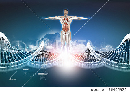 human anatomy with dna 36406922