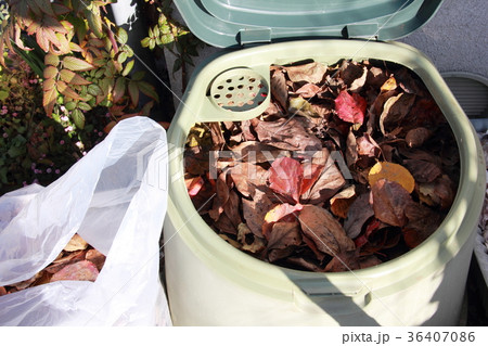 掃き集めた落葉をコンポスターに入れる 掃き集めた落葉をコンポスターに入れる 36407086