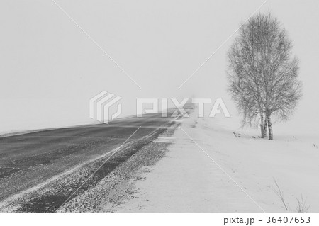 Winter road to lose away in the frosty fog Winter road to lose away in the frosty fog 36407653