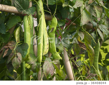 ナタマメ 36408044