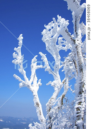 雪の高見山と霧氷 36408069