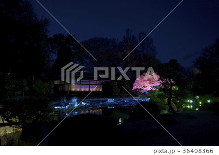 ライトアップされた二条城の桜(清流園) ライトアップされた二条城の桜(清流園) 36408366