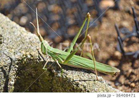 ショウリョウバッタ 36408471