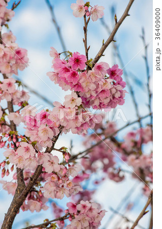 台湾 桜 さくら 36409000