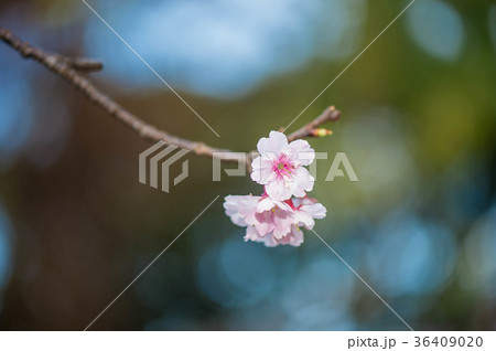台湾 桜 さくら 36409020