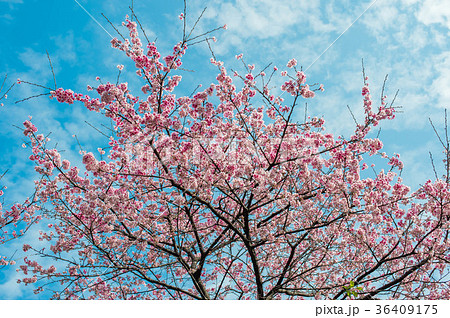 台湾 桜 さくら 36409175