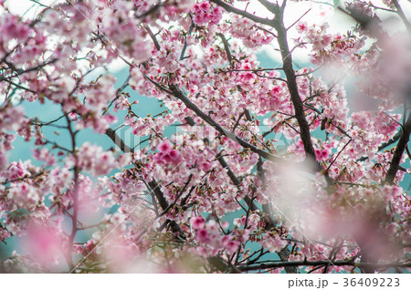 台湾 桜 さくら 36409223