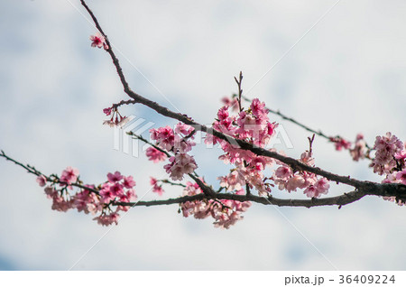 台湾 桜 さくら 36409224