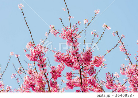 台湾 桜 さくら 36409537