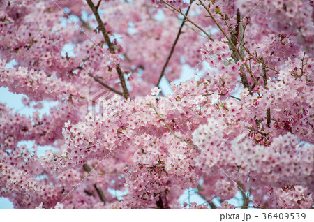 台湾 桜 さくら 36409539