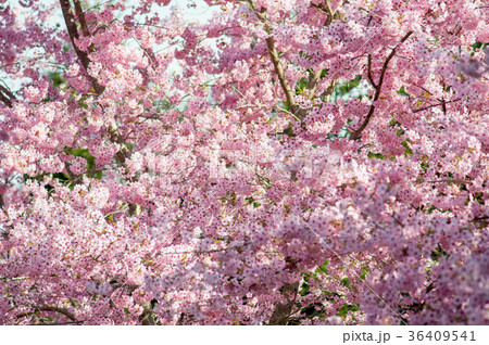 台湾 桜 さくら 36409541
