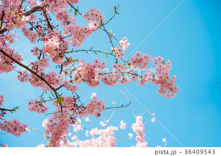 台湾 桜 さくら 36409543