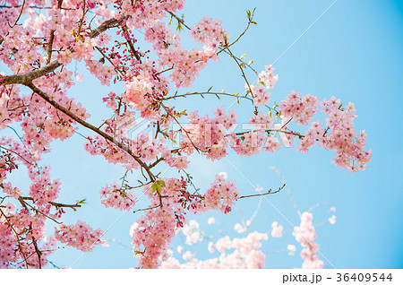 台湾 桜 さくら 36409544