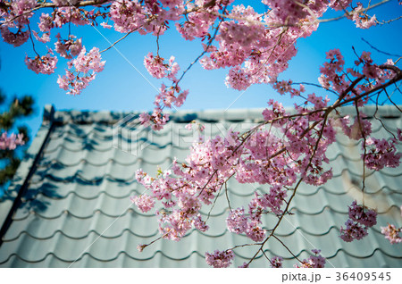 台湾 桜 さくら 36409545