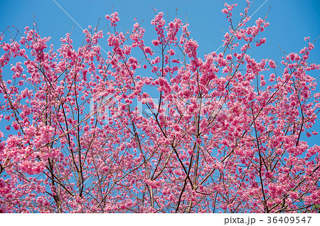 台湾 桜 さくら 36409547