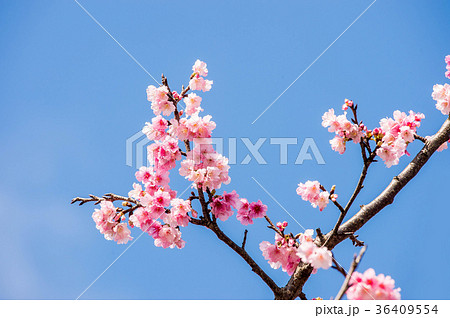 台湾 桜 さくら 36409554