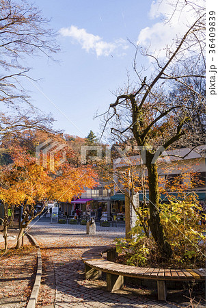 高尾山　清滝駅前参道 36409839