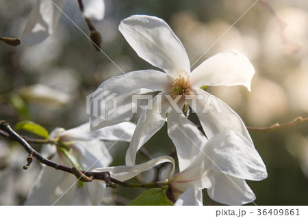 White magniolia blooming . Magnolia kobus 36409861