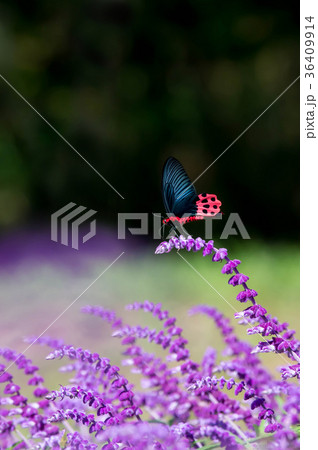 台湾 蝶 チョウ 36409914