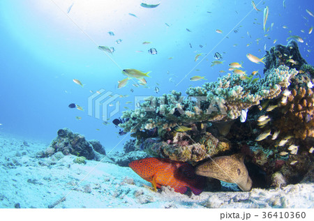 沖縄・水納島　ユカタハタとドクウツボ 36410360