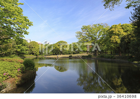 都市風景（東京、北の丸公園、新緑） 36410698