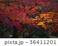 ライトアップされた細川刑部邸の紅葉 36411201