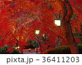 ライトアップされた細川刑部邸の紅葉 36411203