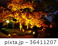 ライトアップされた細川刑部邸の紅葉 36411207