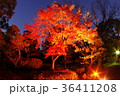 ライトアップされた細川刑部邸の紅葉 36411208