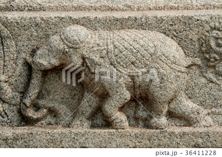 Elephant on Run 36411228