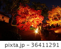 ライトアップされた熊本城細川刑部邸の紅葉 36411291