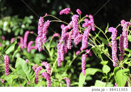 オオケタデの赤い花 36411303