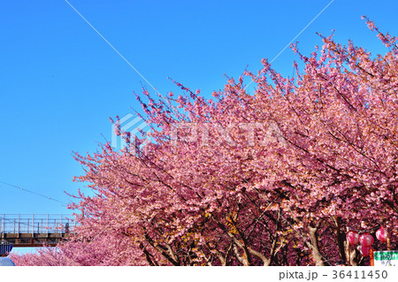 青空と満開に咲く河津桜 青空と満開に咲く河津桜 36411450