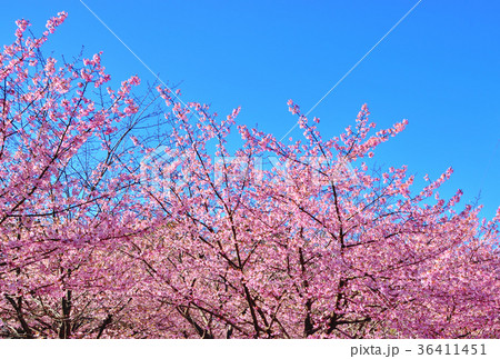 青空と満開に咲く河津桜 青空と満開に咲く河津桜 36411451