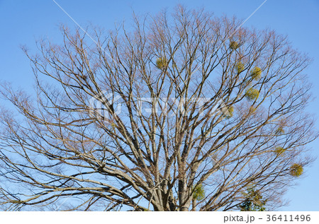冬枯れの木 背景素材 36411496
