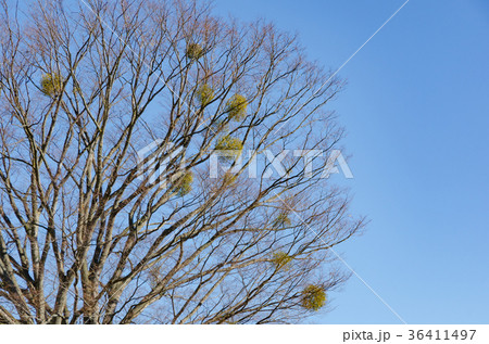 冬枯れの木 背景素材 36411497