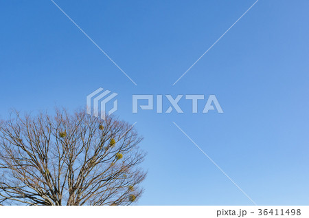 冬枯れの木 背景素材 36411498
