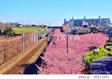 三浦海岸河津桜 36411662