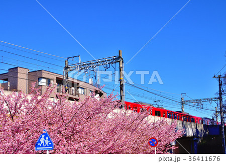 三浦海岸河津桜 三浦海岸河津桜 36411676